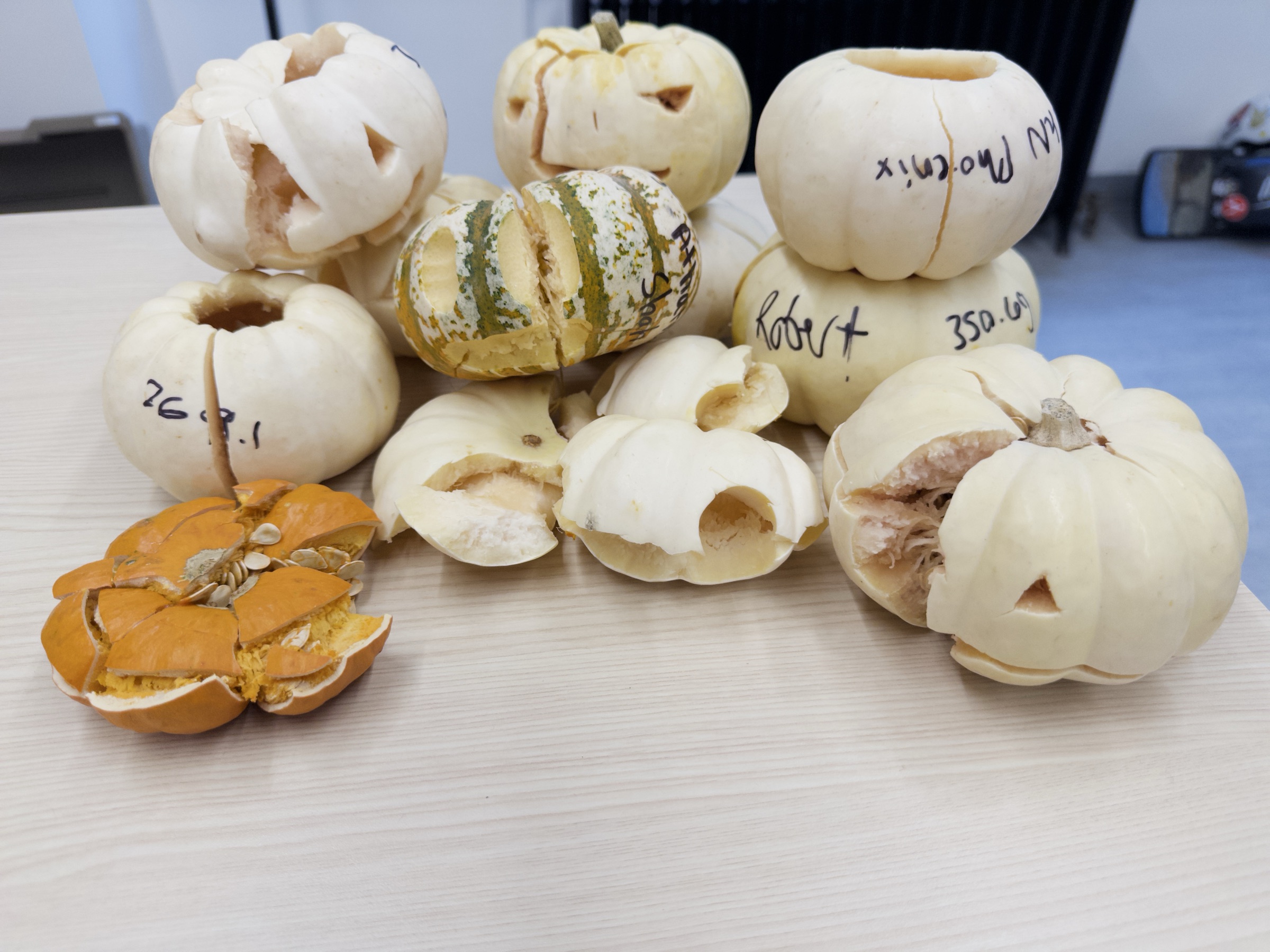 A group of carved pumpkins showing different cracks, splits, and collapsed shapes after compression testing.