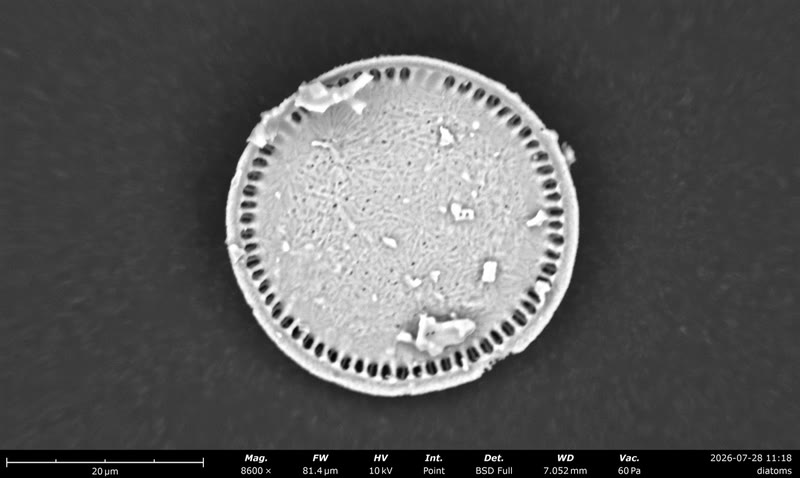 Electron microscope view of a single diatom from pool filtration material.