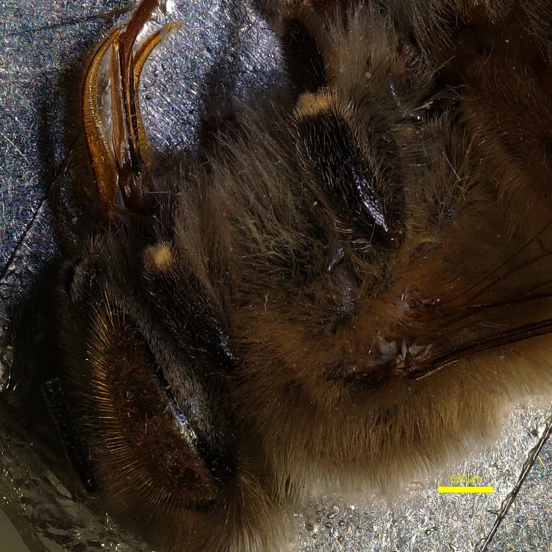 Color optical microscope image of a bee surface.