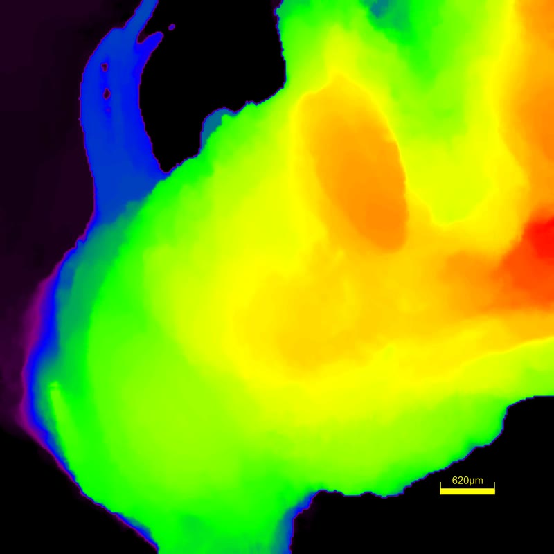 Height map of the same bee surface.